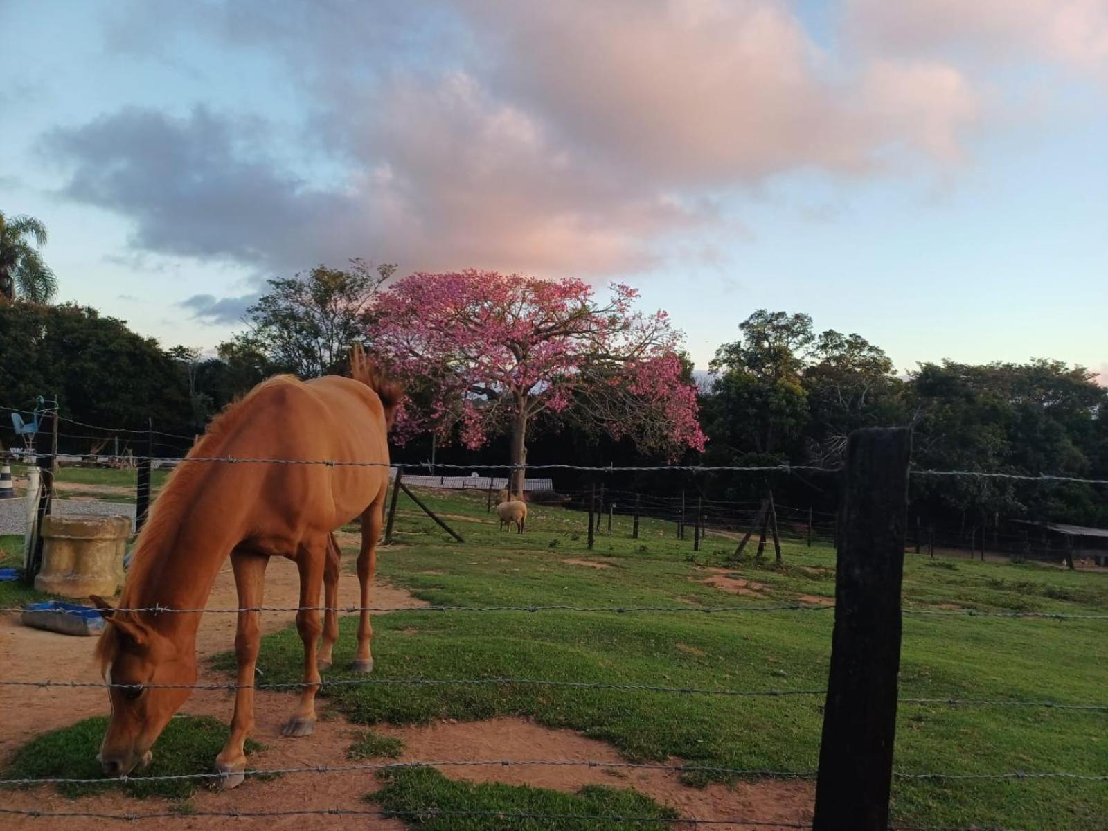 Pousada Sitio Da Terra E Arte São Roque Buitenkant foto